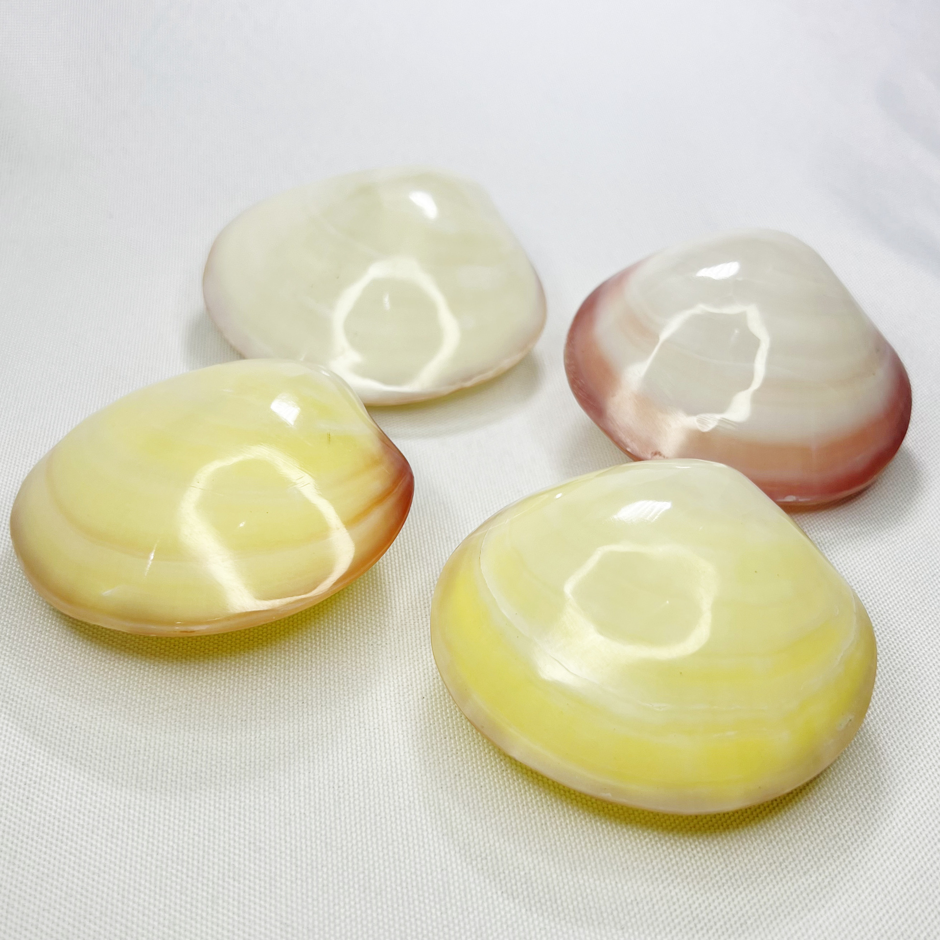 Natural Gari Shell - Pink Clam – Marine Aquarium Home recenzja i cena