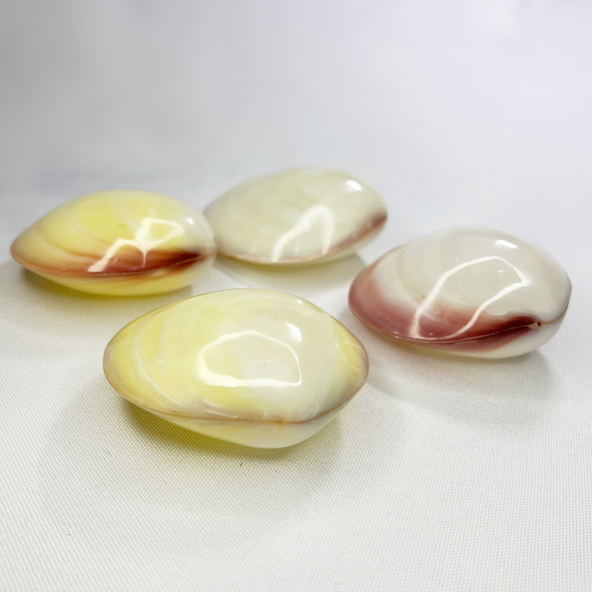 Natural Gari Shell - Pink Clam – Marine Aquarium Home recenzja i cena