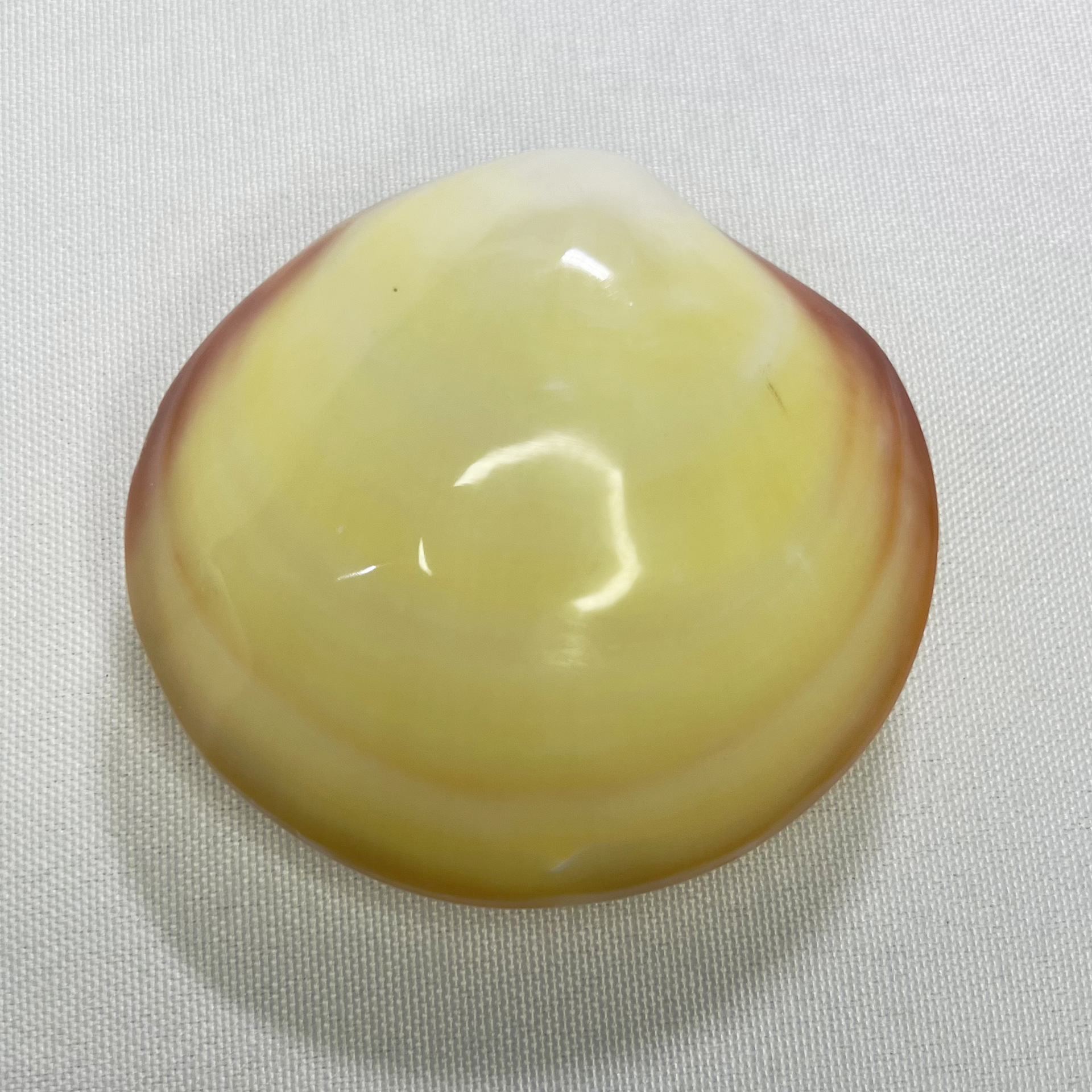 Natural Gari Shell - Pink Clam – Marine Aquarium Home recenzja i cena