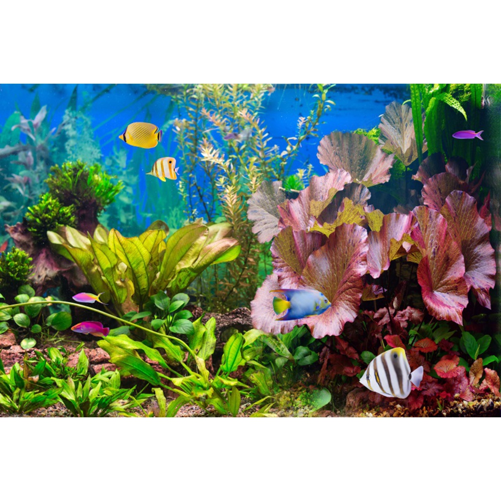 Under Sea Seabed World Photogr – Aquarium Marine World recenzja i cena