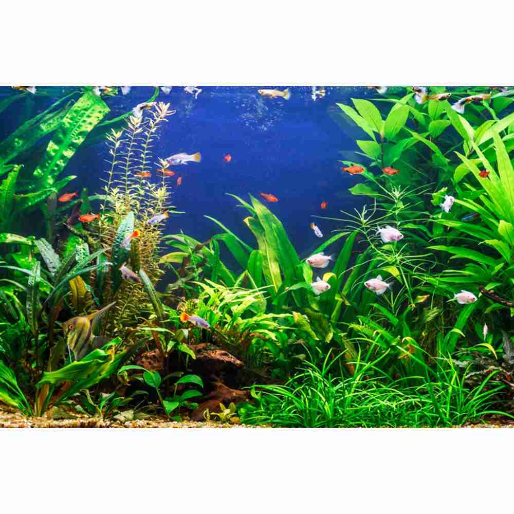 Underwater World Seabed Photog – Aquarium Marine World recenzja i cena