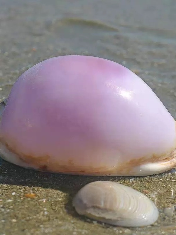 Rare l Sea Snail ell Aquarium  – Marine Aquarium Home recenzja i cena