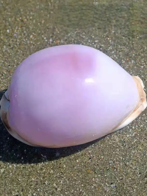 Rare l Sea Snail ell Aquarium  – Marine Aquarium Home recenzja i cena