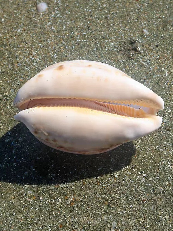 Rare l Sea Snail ell Aquarium  – Marine Aquarium Home recenzja i cena